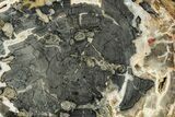Jurassic Petrified Wood (Araucaria) Round - Utah #246251-1